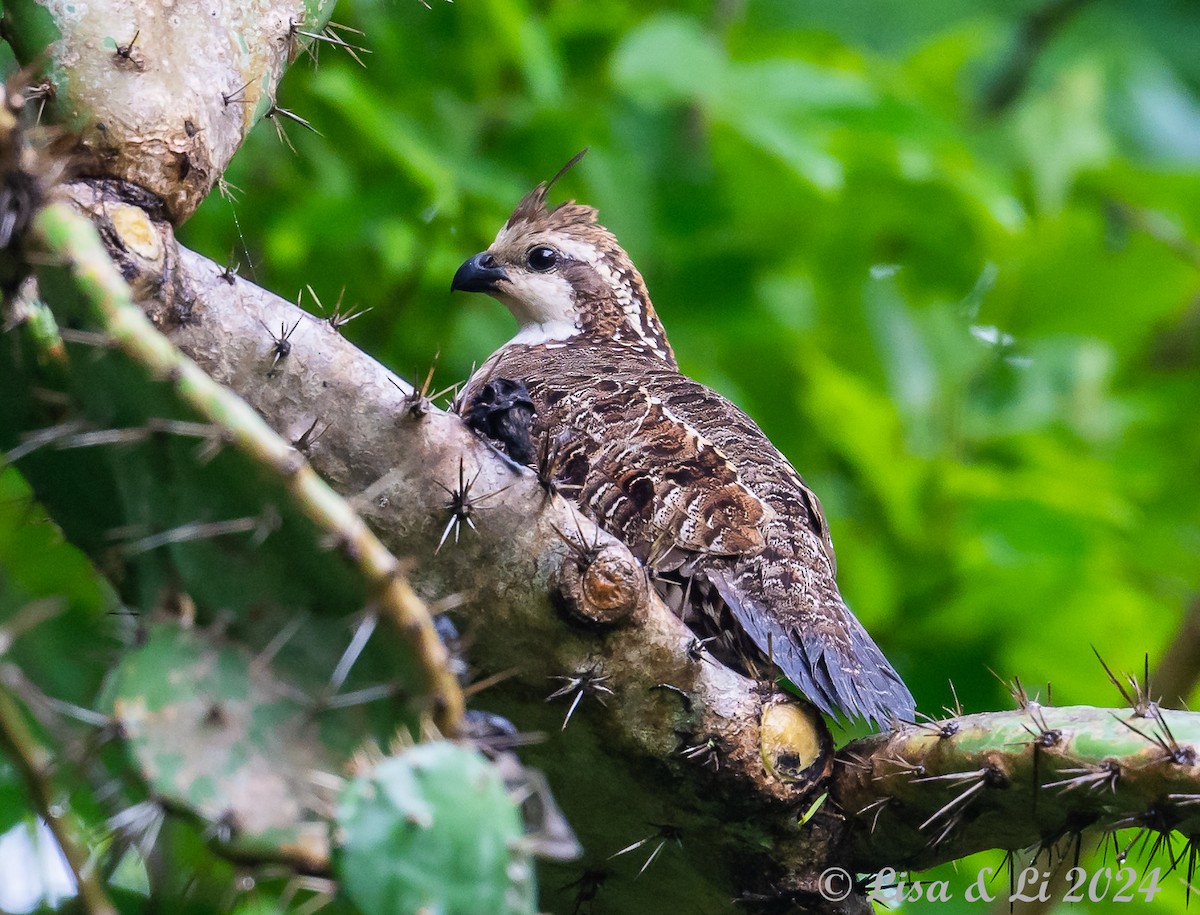 Crested Bobwhite (Spot-bellied) - ML622374809