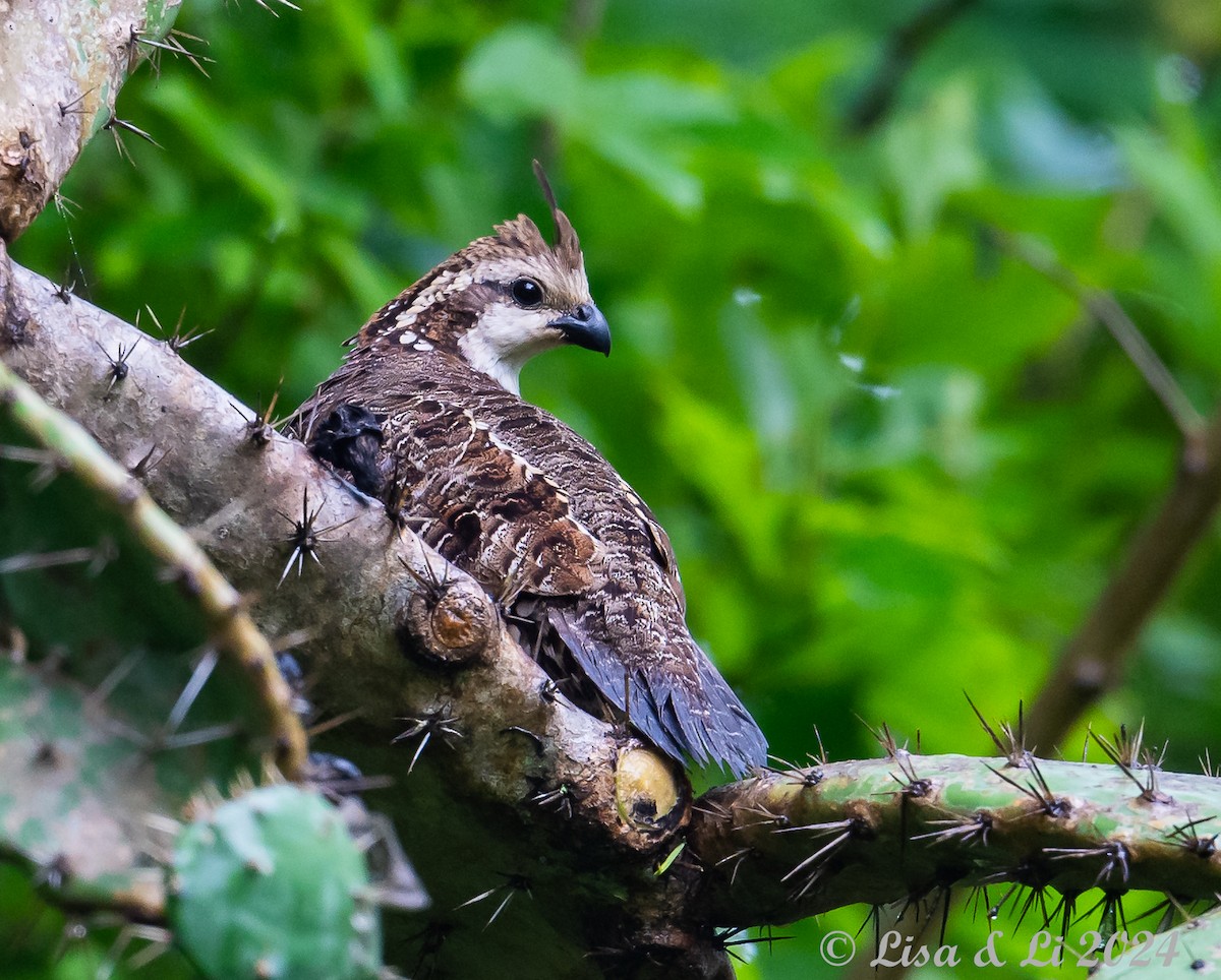 Crested Bobwhite (Spot-bellied) - ML622374810