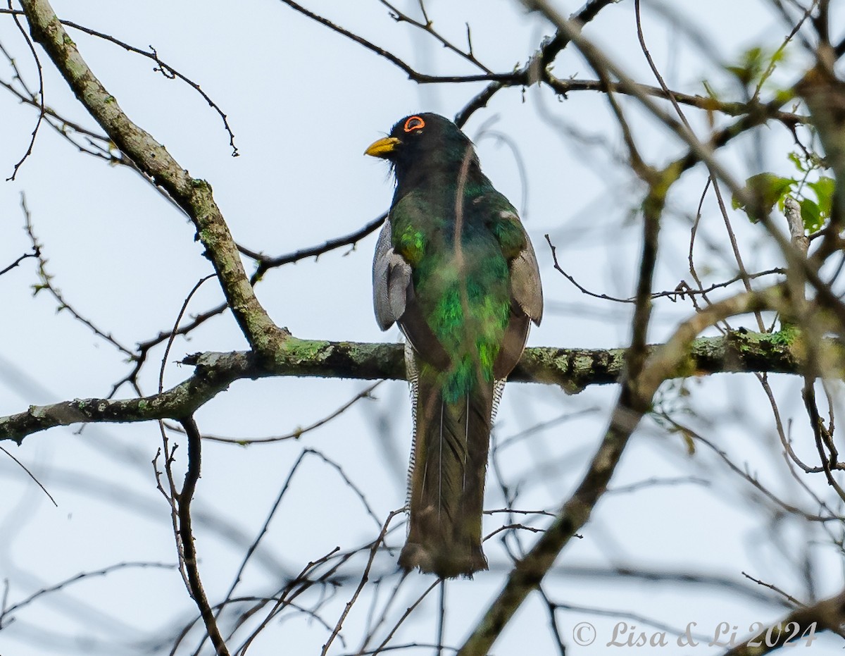 Elegant Trogon (Elegant) - ML622374815