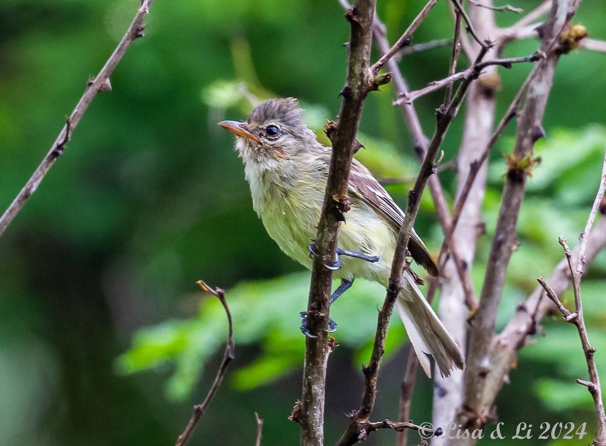 Northern Beardless-Tyrannulet - ML622374827