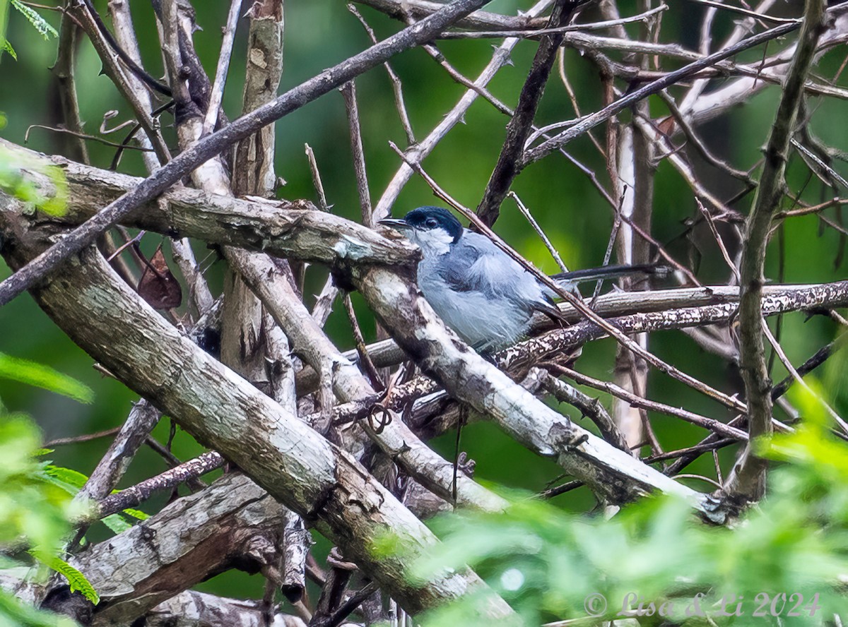 White-lored Gnatcatcher - ML622374829