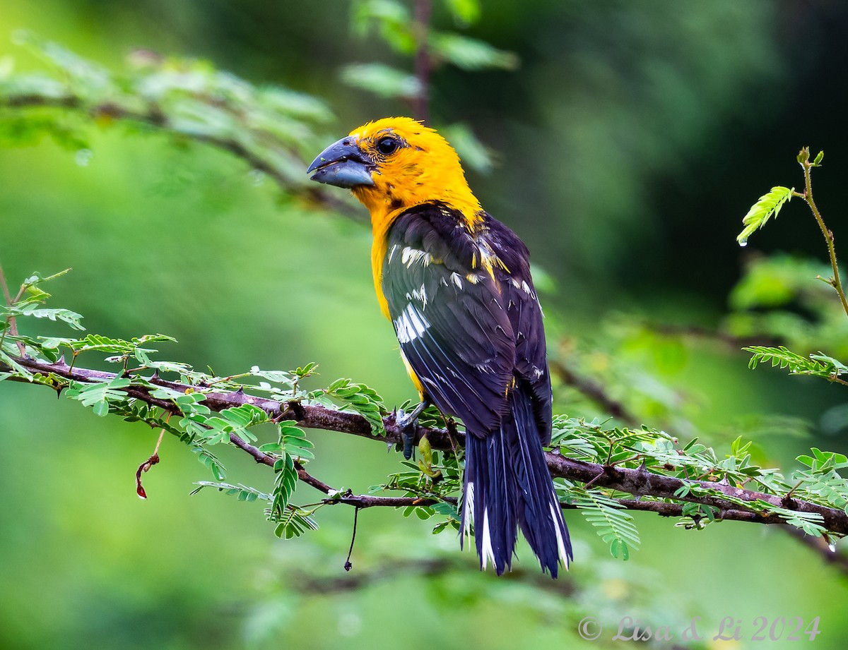 Yellow Grosbeak (Guatemalan) - ML622374833