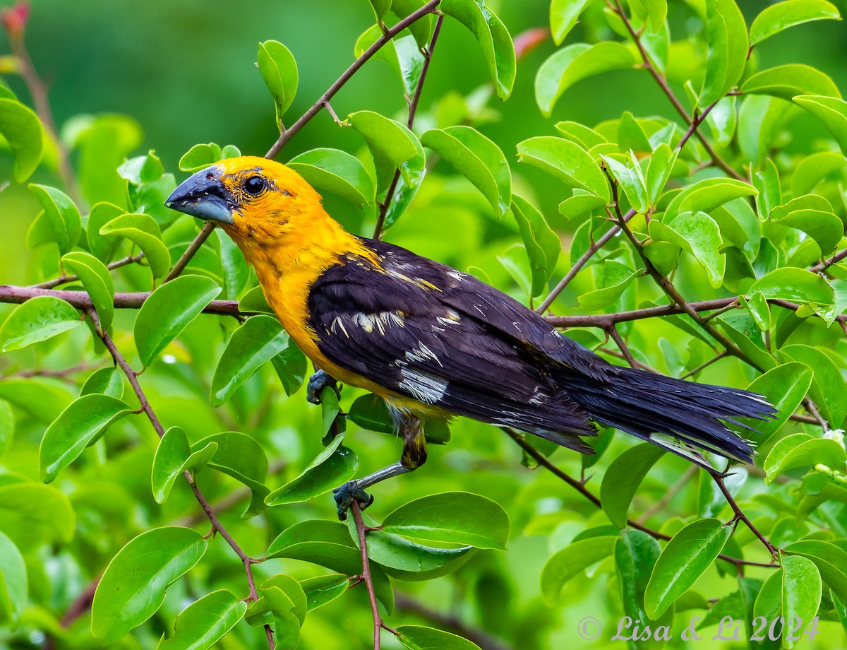 Yellow Grosbeak (Guatemalan) - Lisa & Li Li