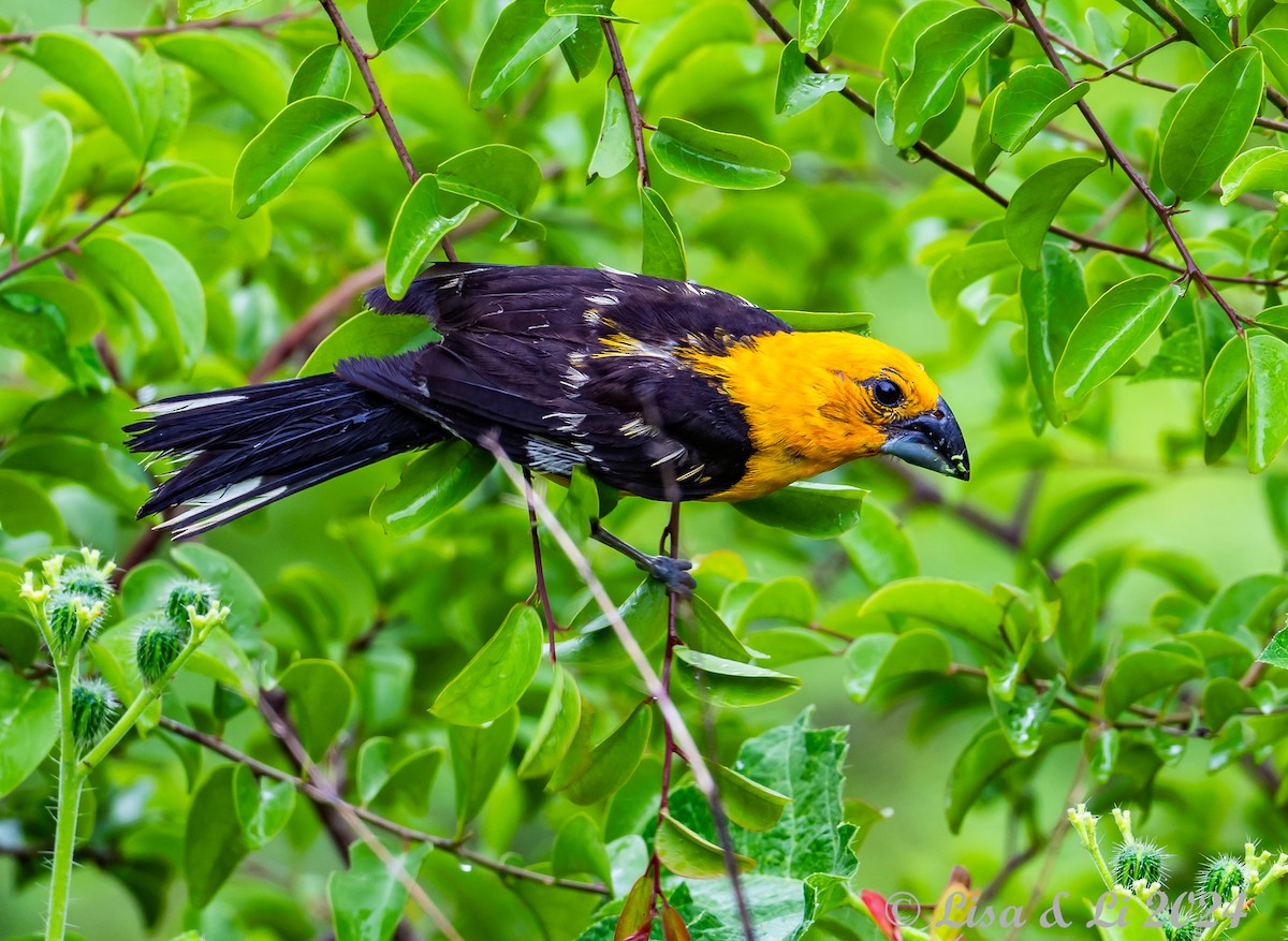 Yellow Grosbeak (Guatemalan) - Lisa & Li Li