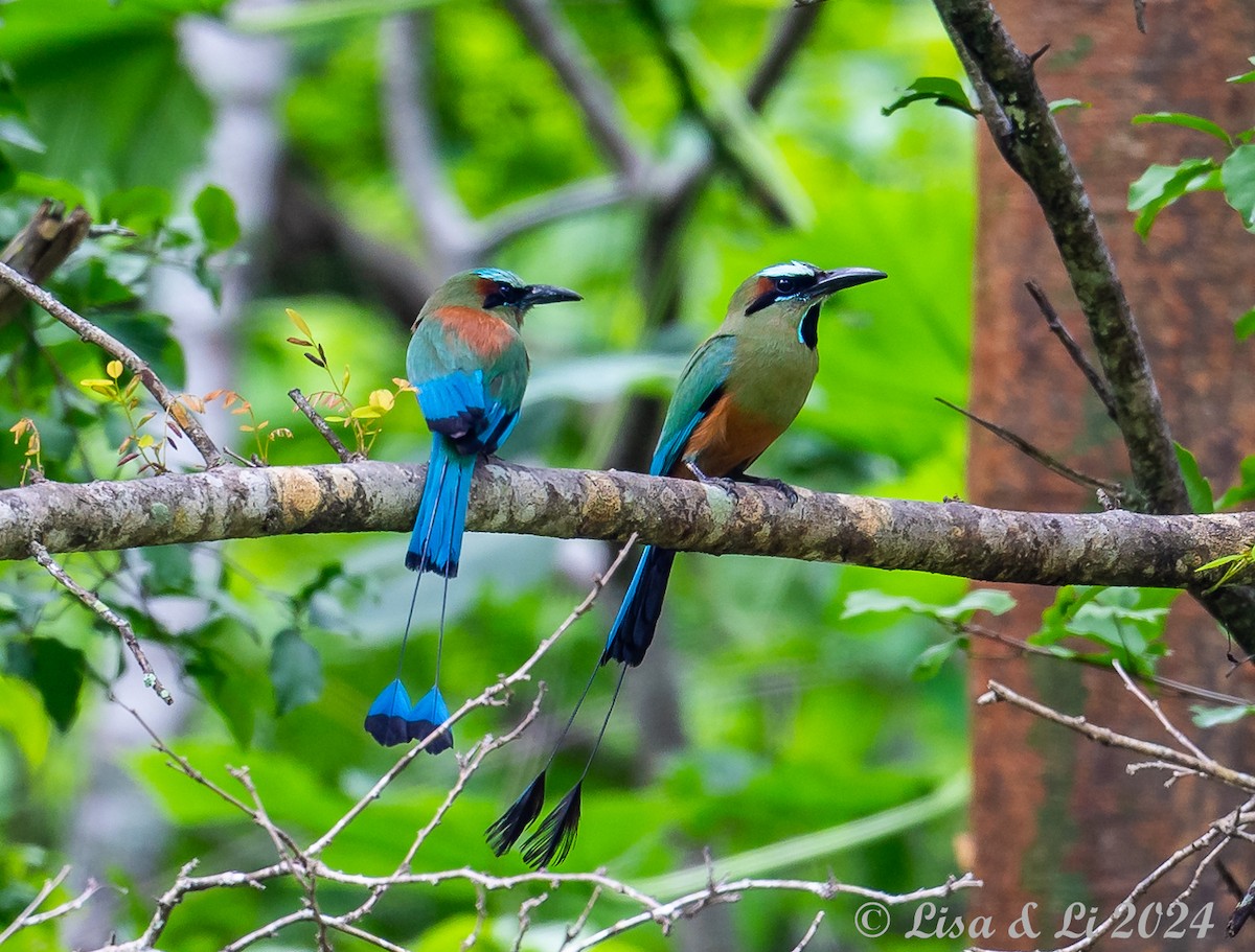 Turquoise-browed Motmot - Lisa & Li Li