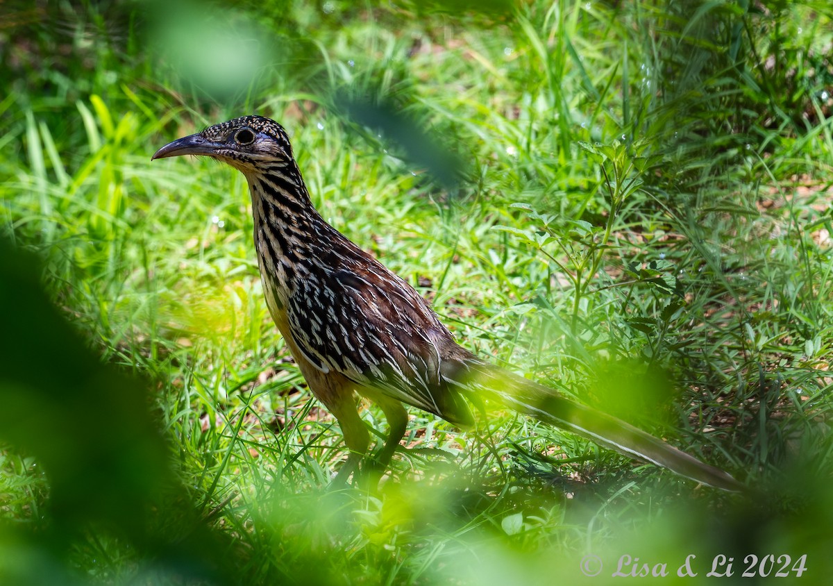 Lesser Roadrunner - ML622374850