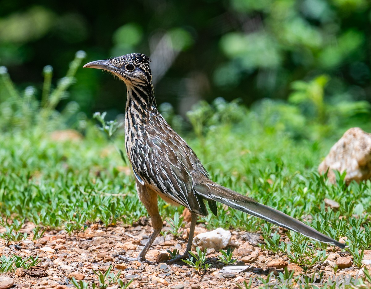 Lesser Roadrunner - ML622374851