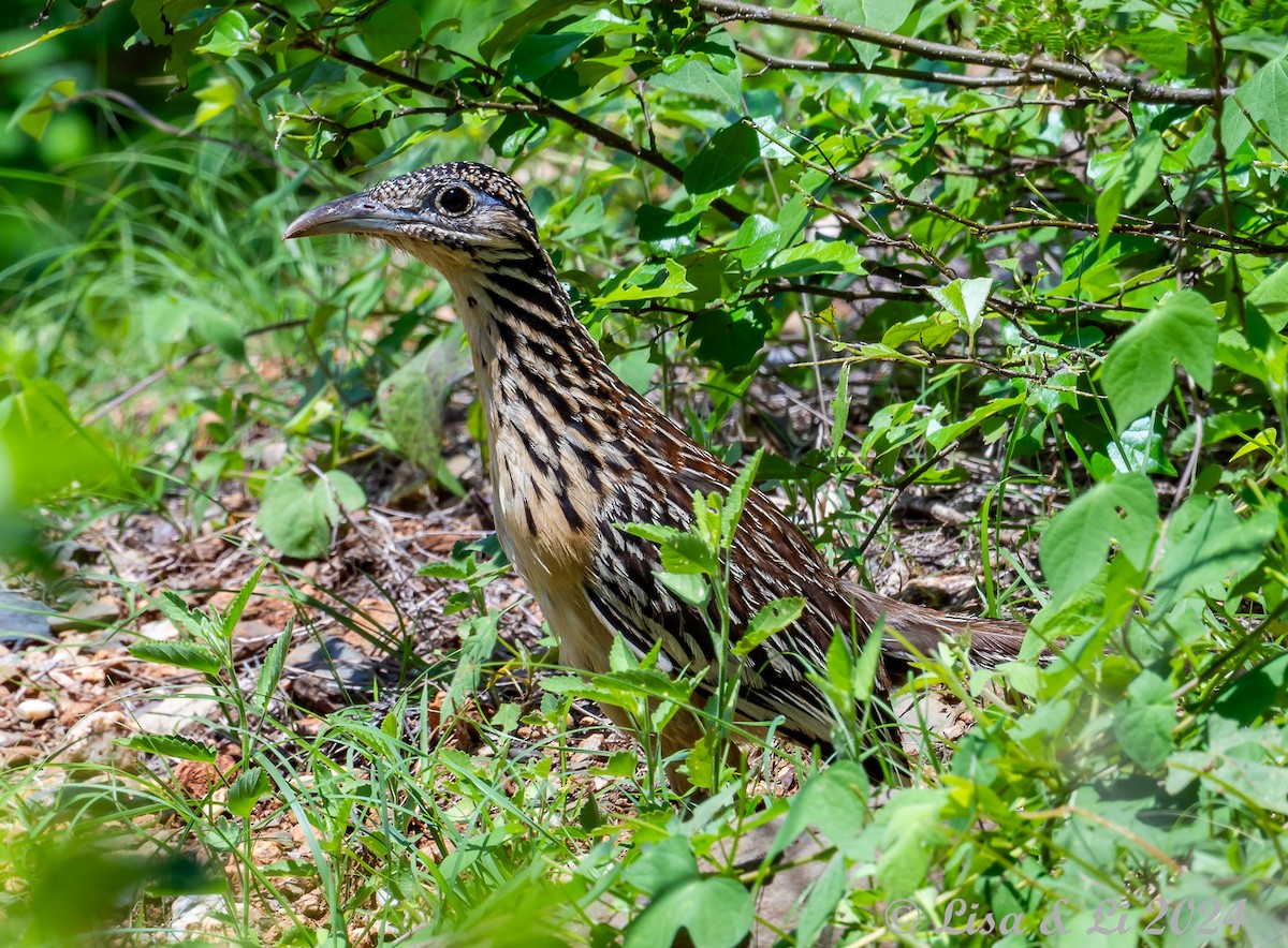 Lesser Roadrunner - ML622374852