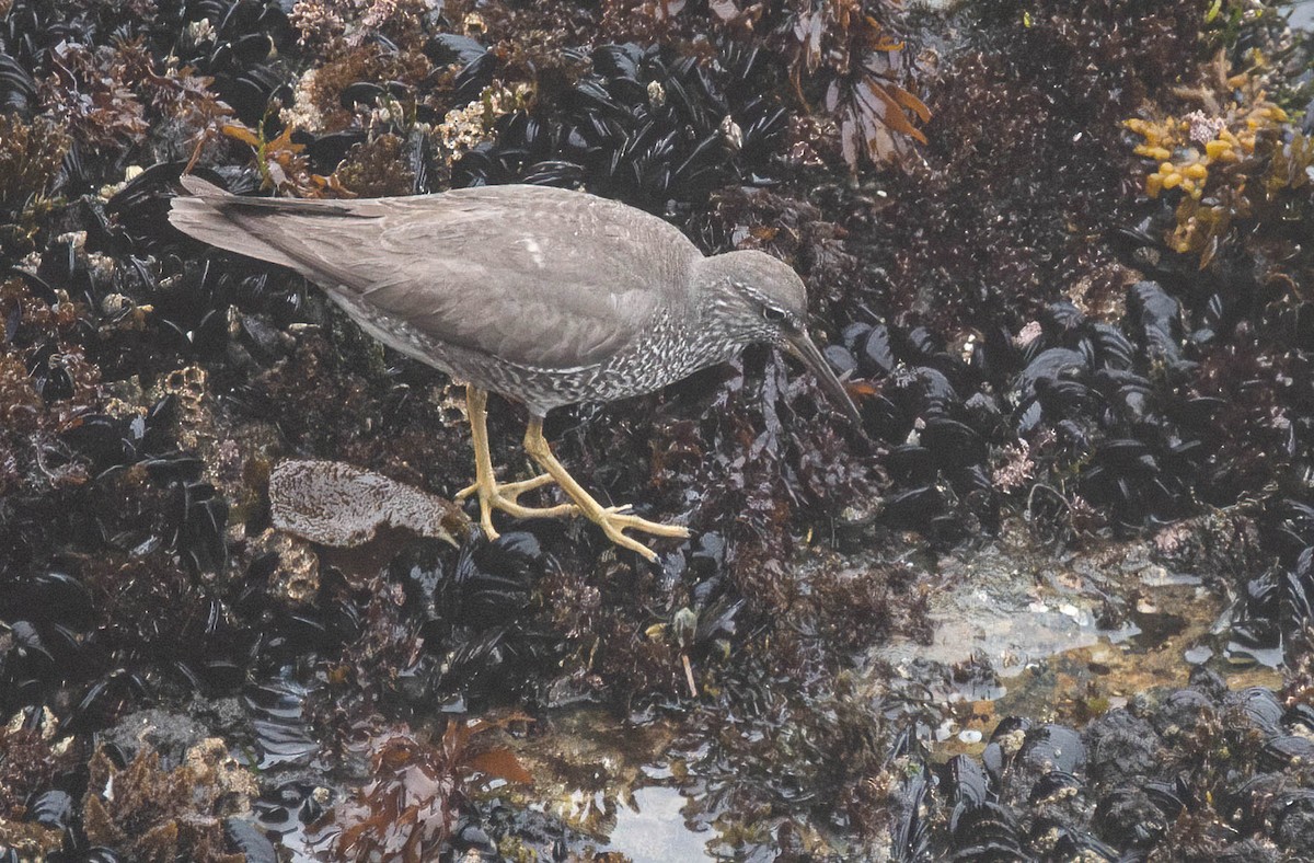 Wandering Tattler - ML622375066