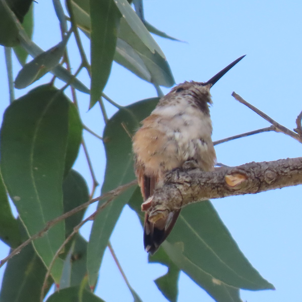 hummingbird sp. - ML622375109