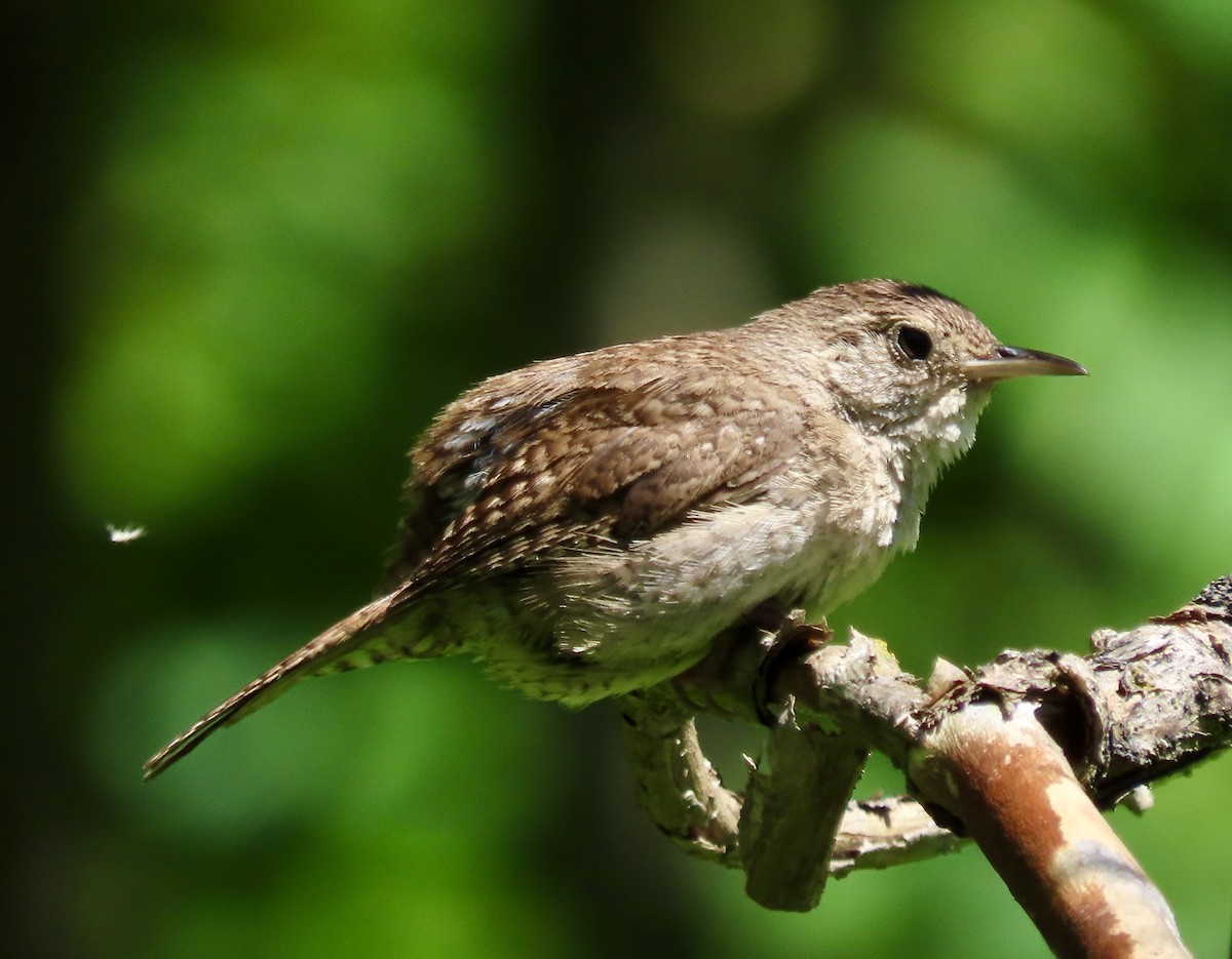 House Wren - ML622375121