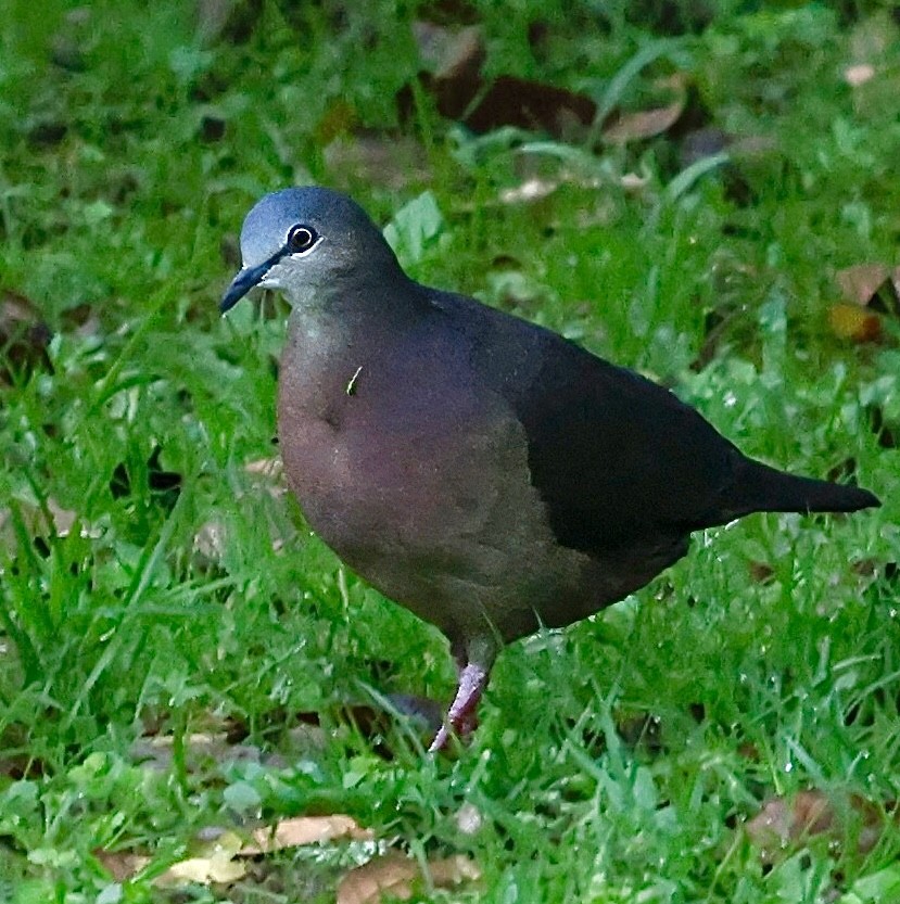 Tolima Dove - ML622375123