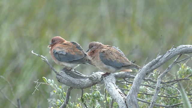 Tórtola Senegalesa - ML622375139