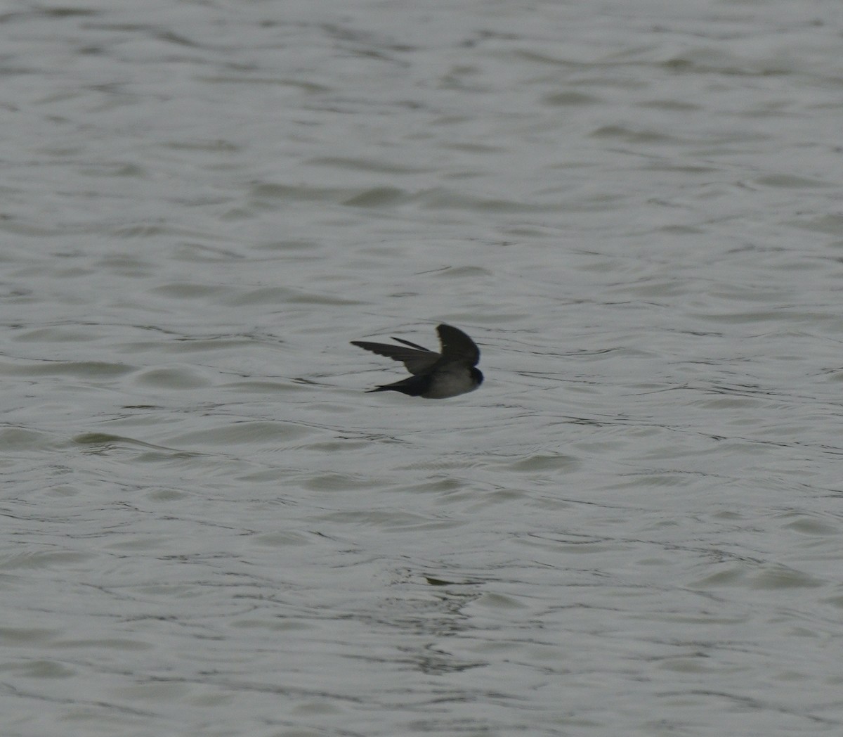 Blue-and-white Swallow (peruviana) - ML622375162