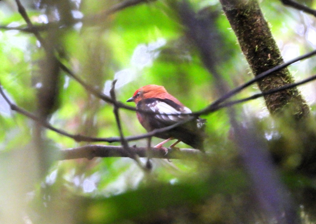 Manakin à ailes blanches - ML622375168