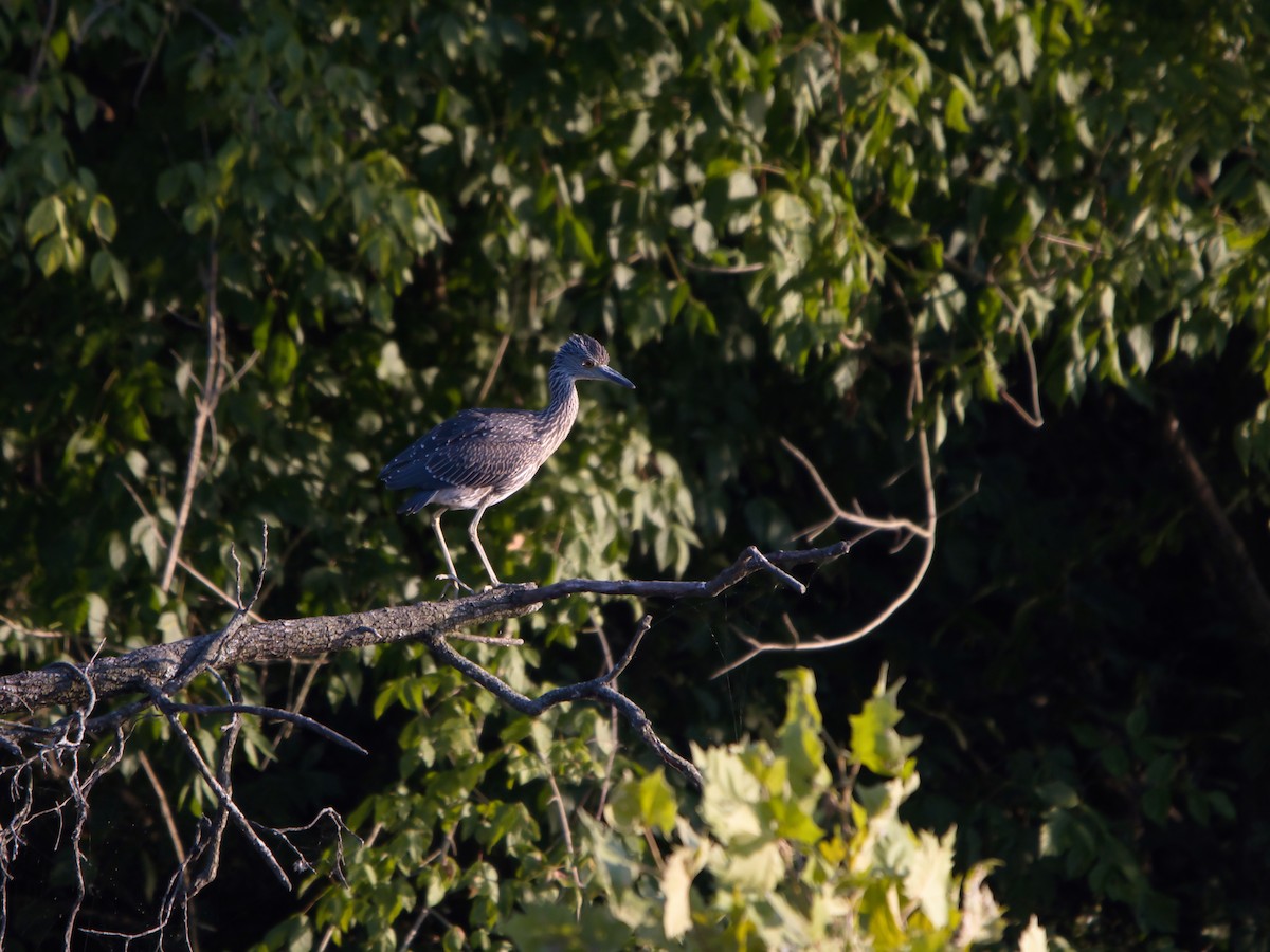 Yellow-crowned Night Heron (Yellow-crowned) - ML622375212