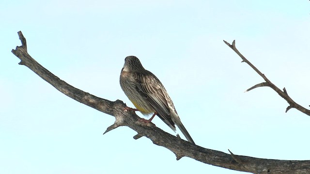 Red Wattlebird - ML622375221