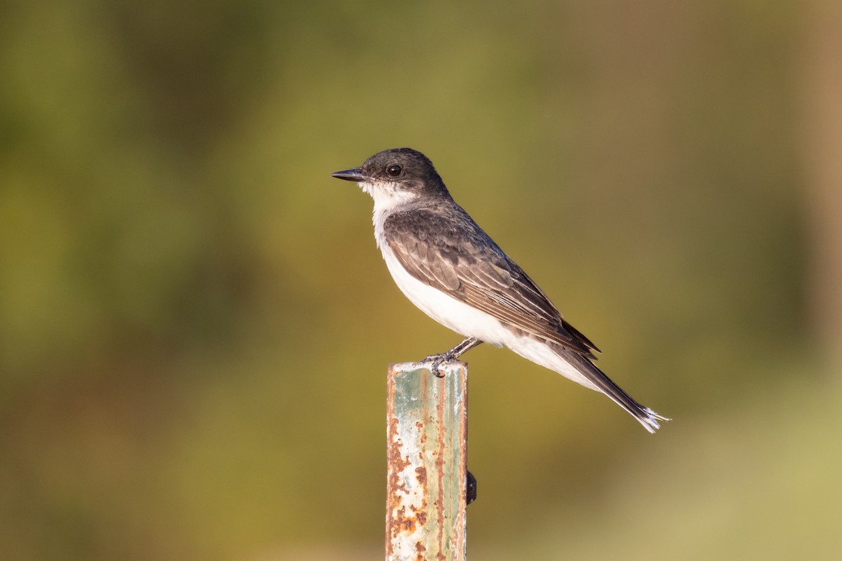 Eastern Kingbird - Andy Wilson