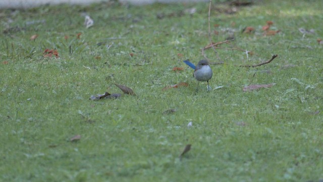 Splendid Fairywren - ML622375369