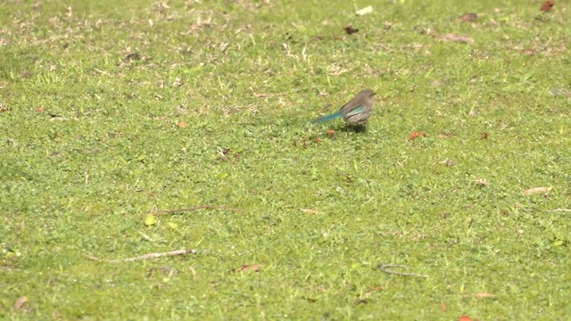 Splendid Fairywren - ML622375370