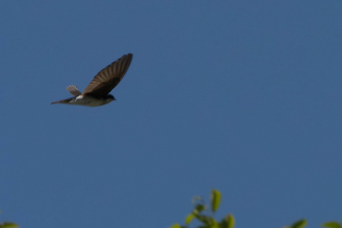 Violet-green Swallow - ML622375421