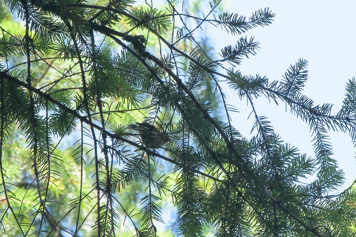 Chestnut-backed Chickadee - ML622375429