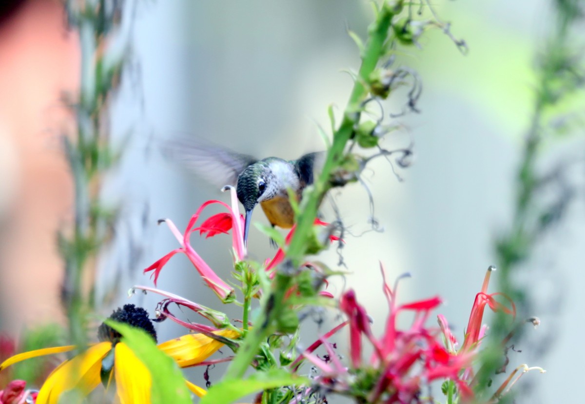 Ruby-throated Hummingbird - Jeff Stetson