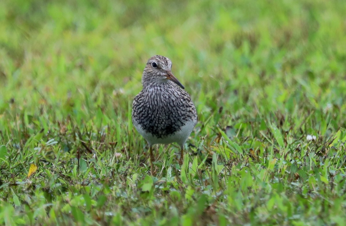 Pectoral Sandpiper - Jeff Stetson