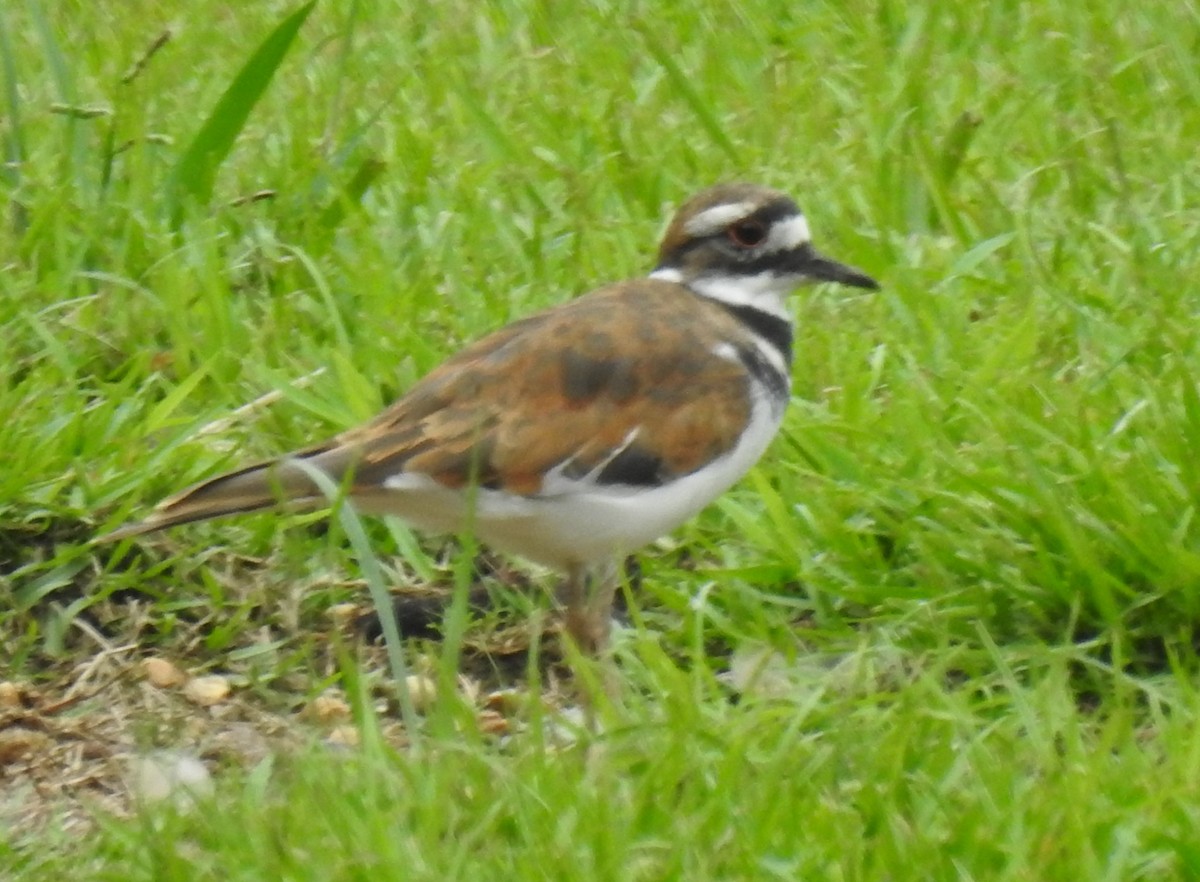 Killdeer - ML622375925