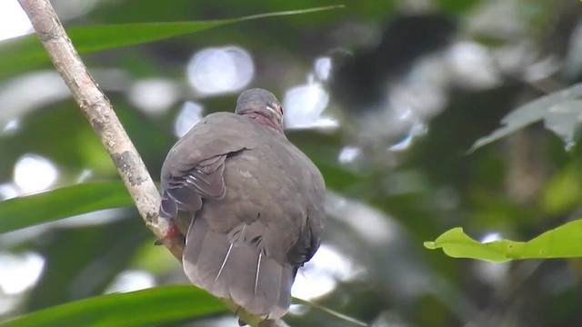Phapitréron améthyste - ML622375936