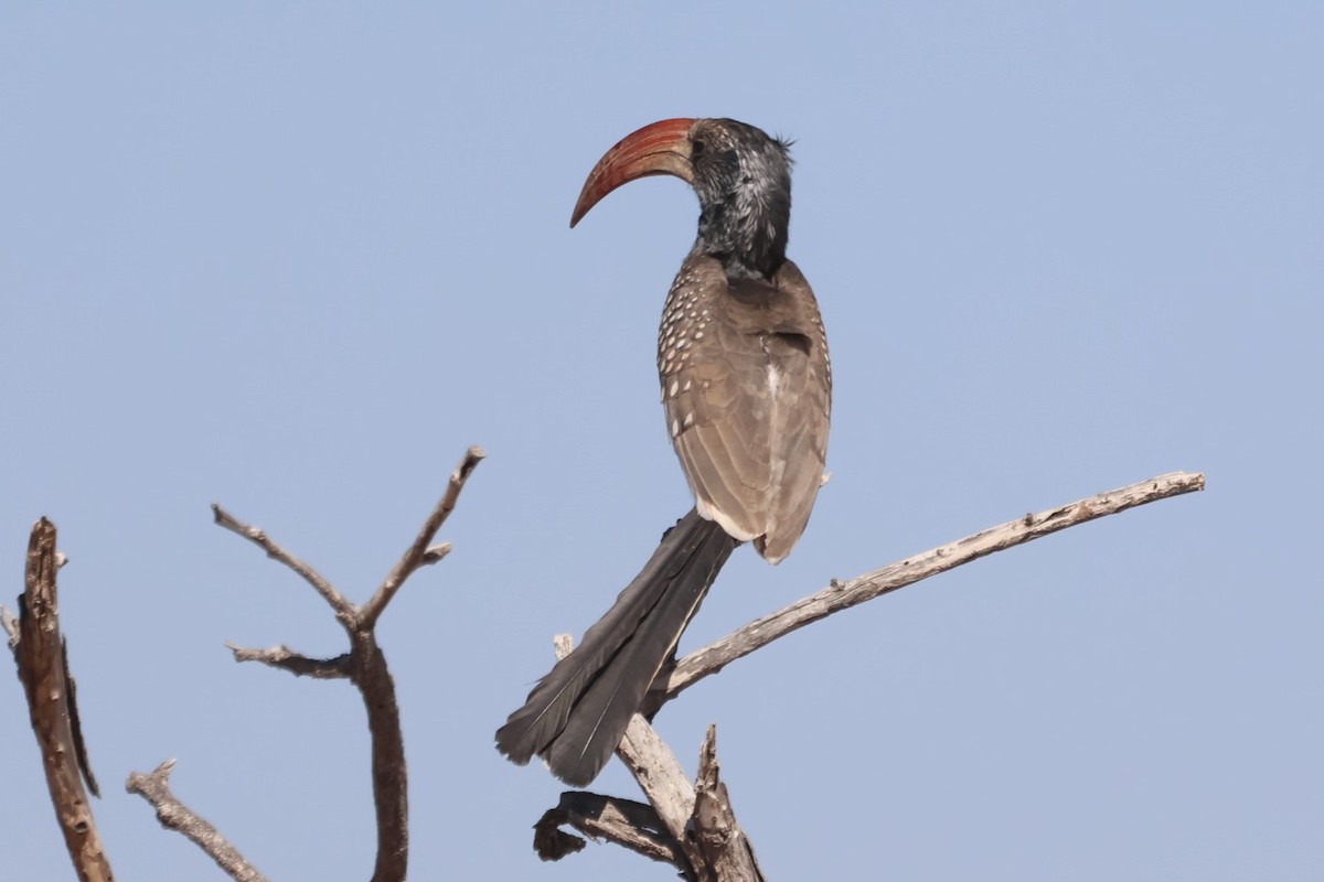 Monteiro's Hornbill - ML622375949