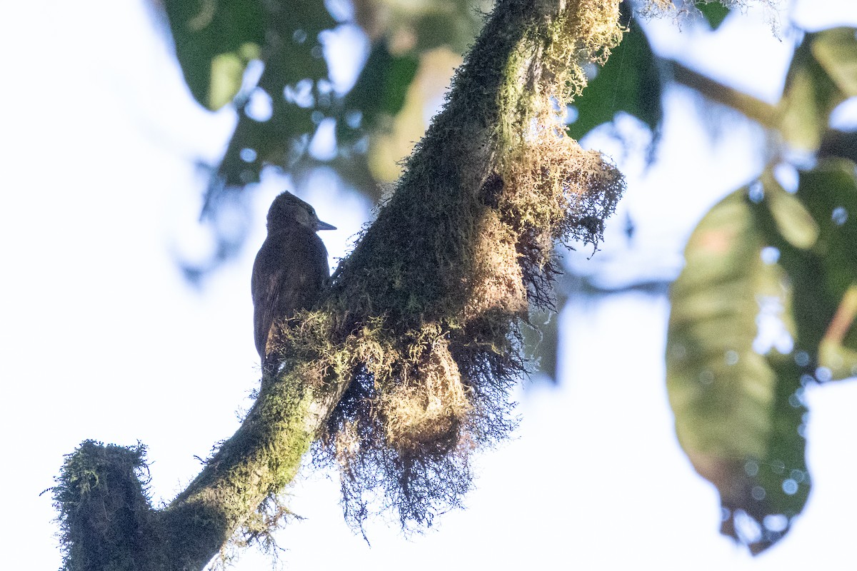 Smoky-brown Woodpecker - ML622376026