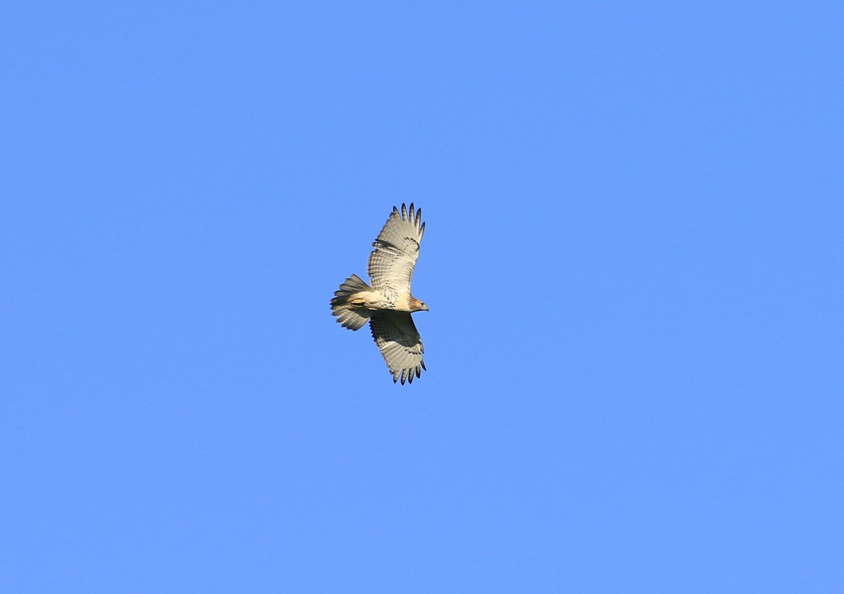 Red-tailed Hawk - ML622376033