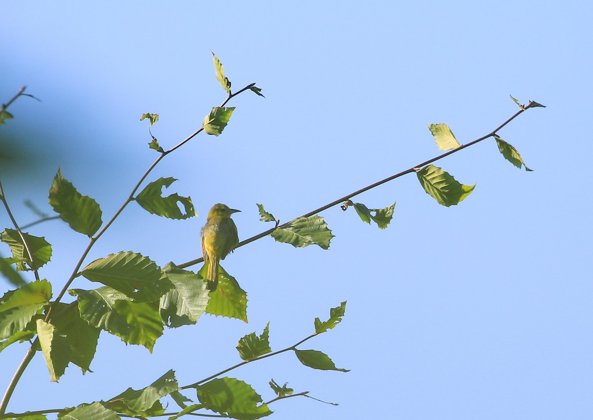 Orchard Oriole - Robert Dixon