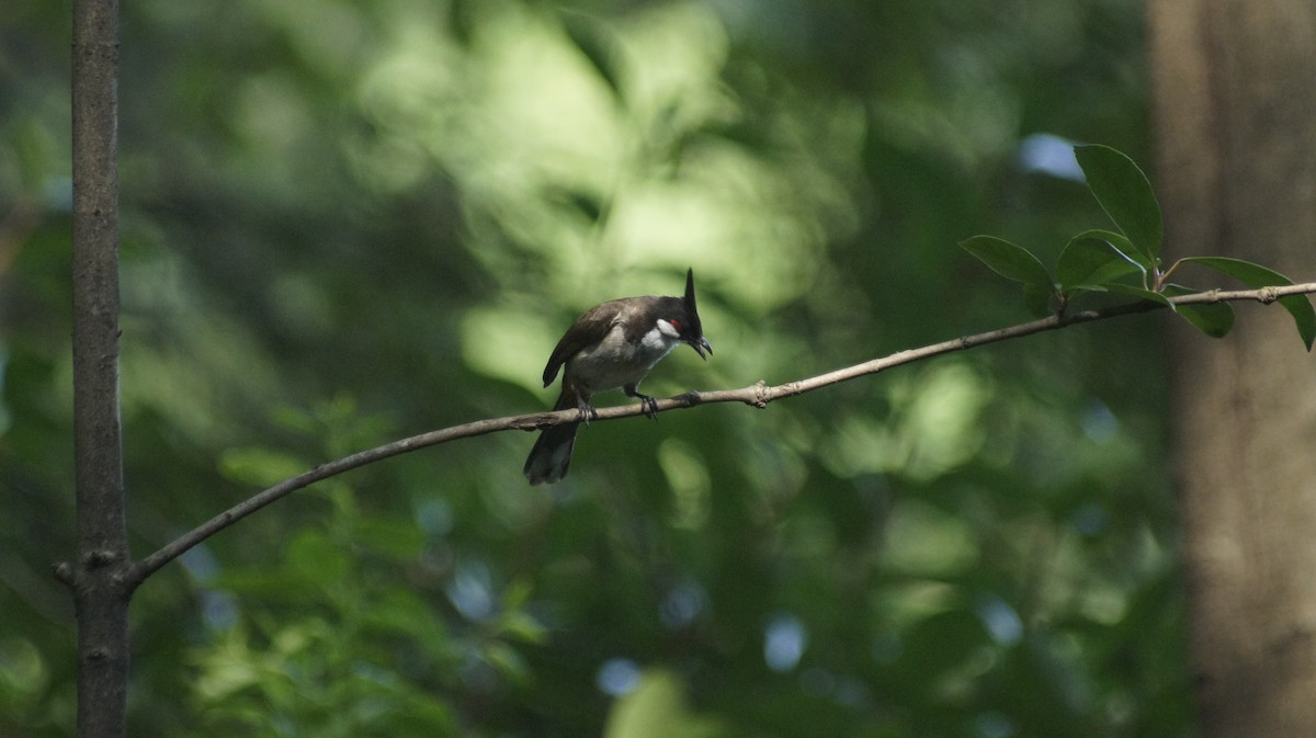 Red-whiskered Bulbul - ML622376045