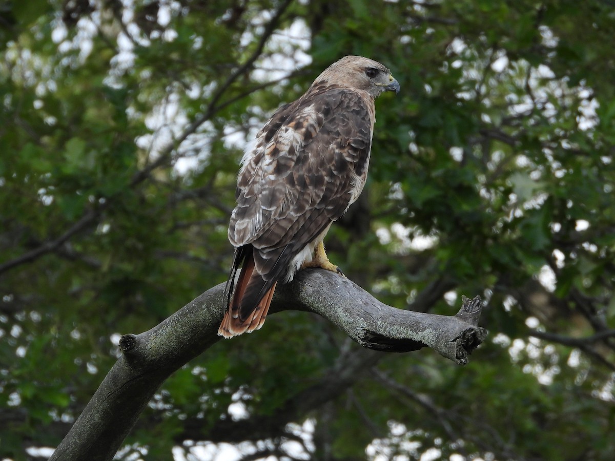 Red-tailed Hawk - ML622376054