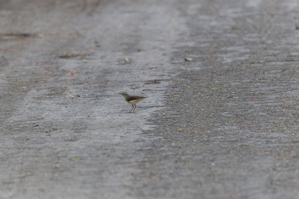 Louisiana Waterthrush - Rolando Tomas Pasos Pérez