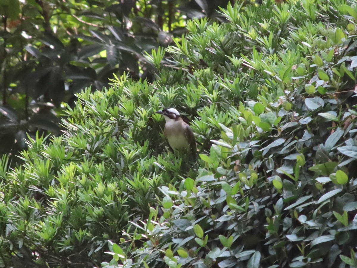 Light-vented Bulbul - ML622376075