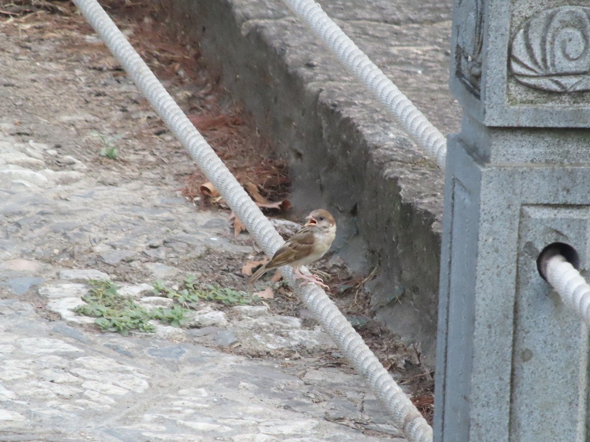 Eurasian Tree Sparrow - ML622376103