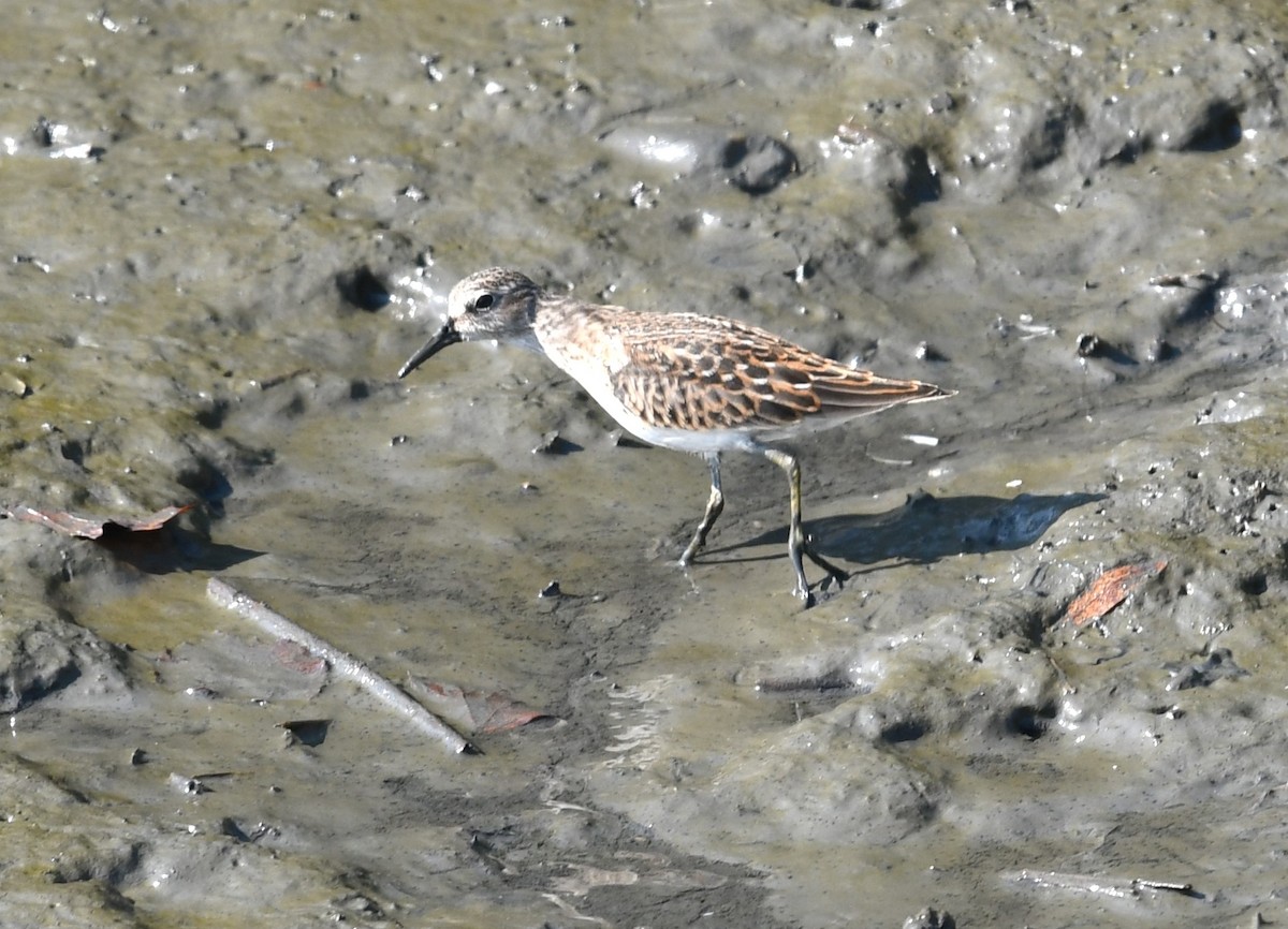 Least Sandpiper - ML622376184