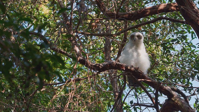 Powerful Owl - ML622376213