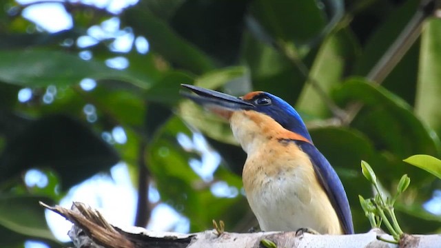 Rufous-lored Kingfisher - ML622376216