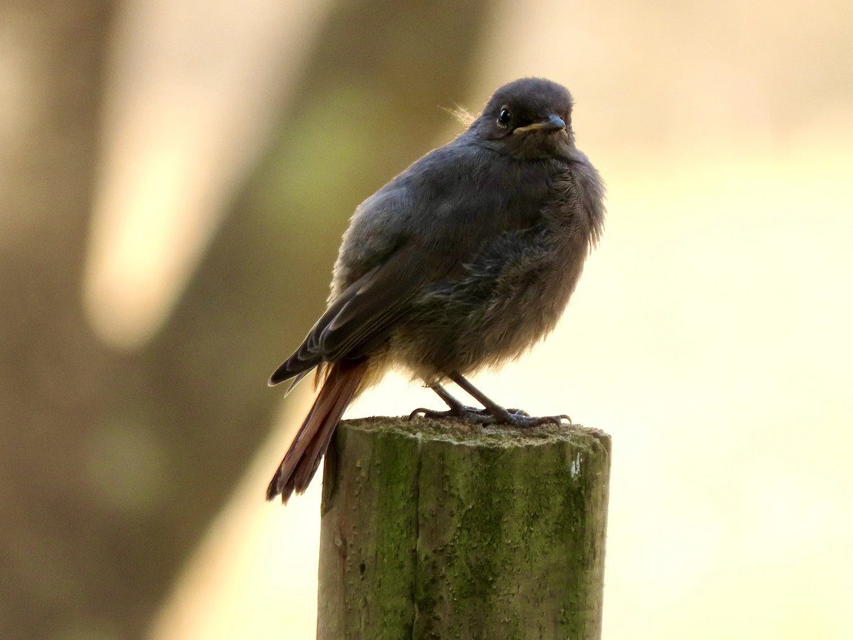 Мойлон гал сүүлт - ML622376268