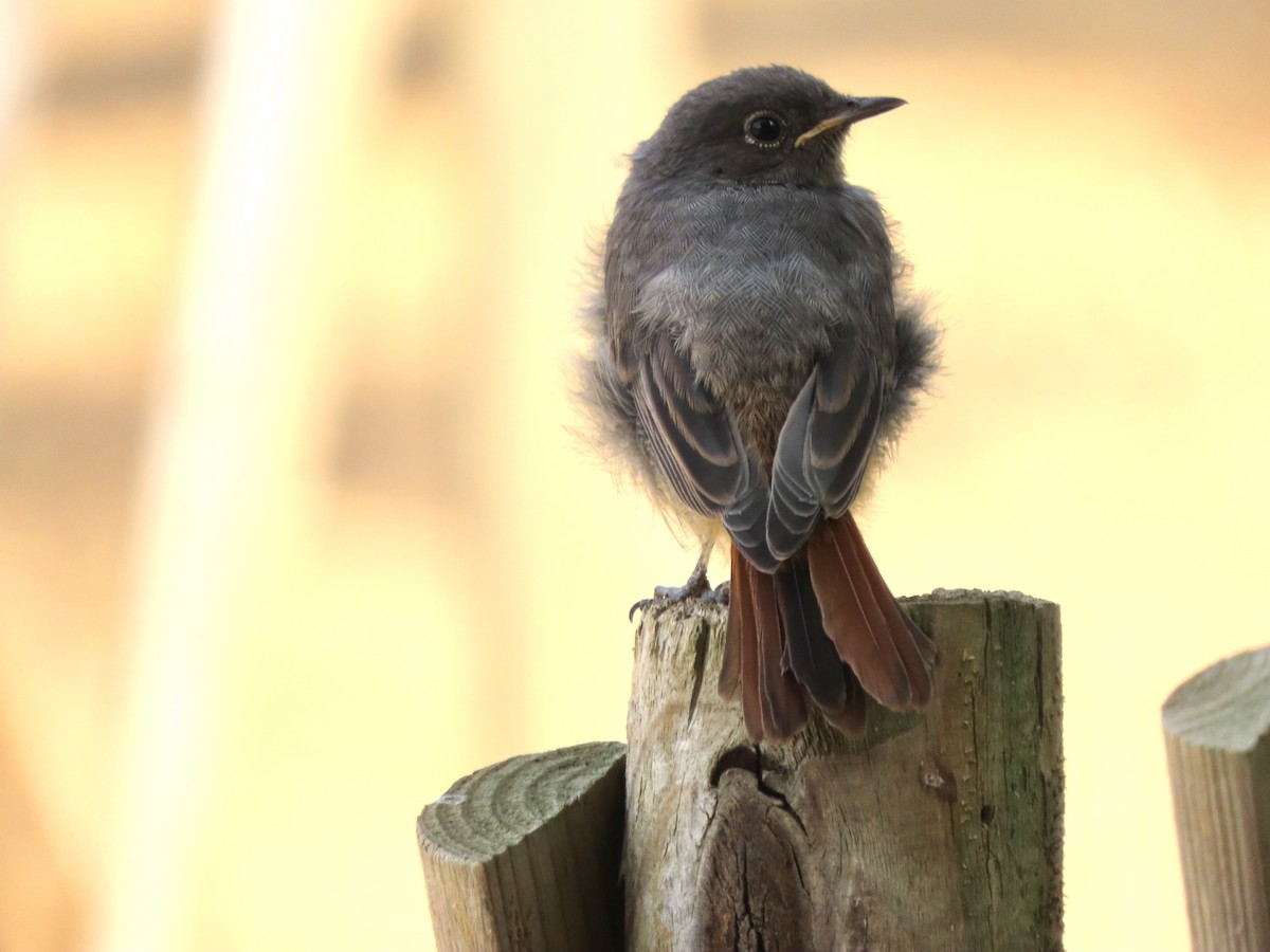 Мойлон гал сүүлт - ML622376269