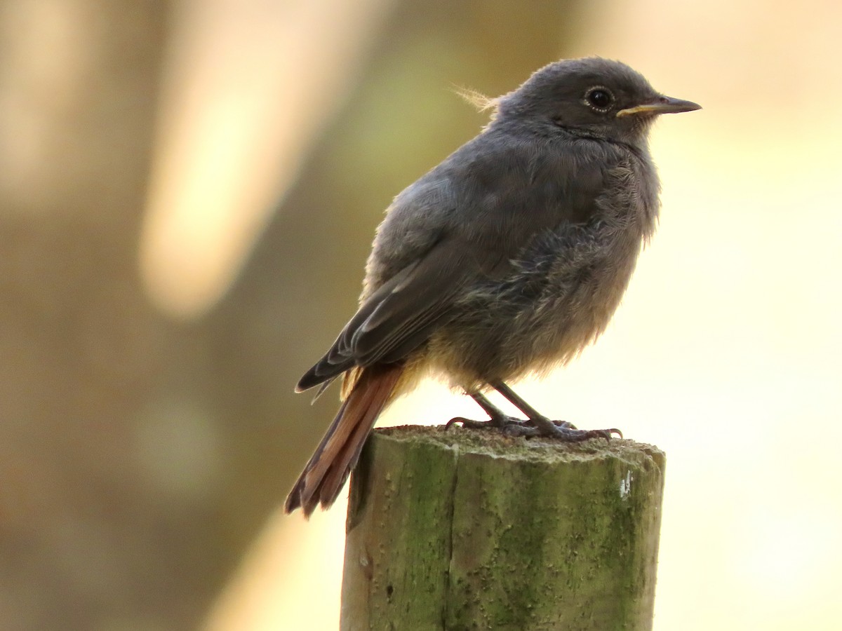 Мойлон гал сүүлт - ML622376270