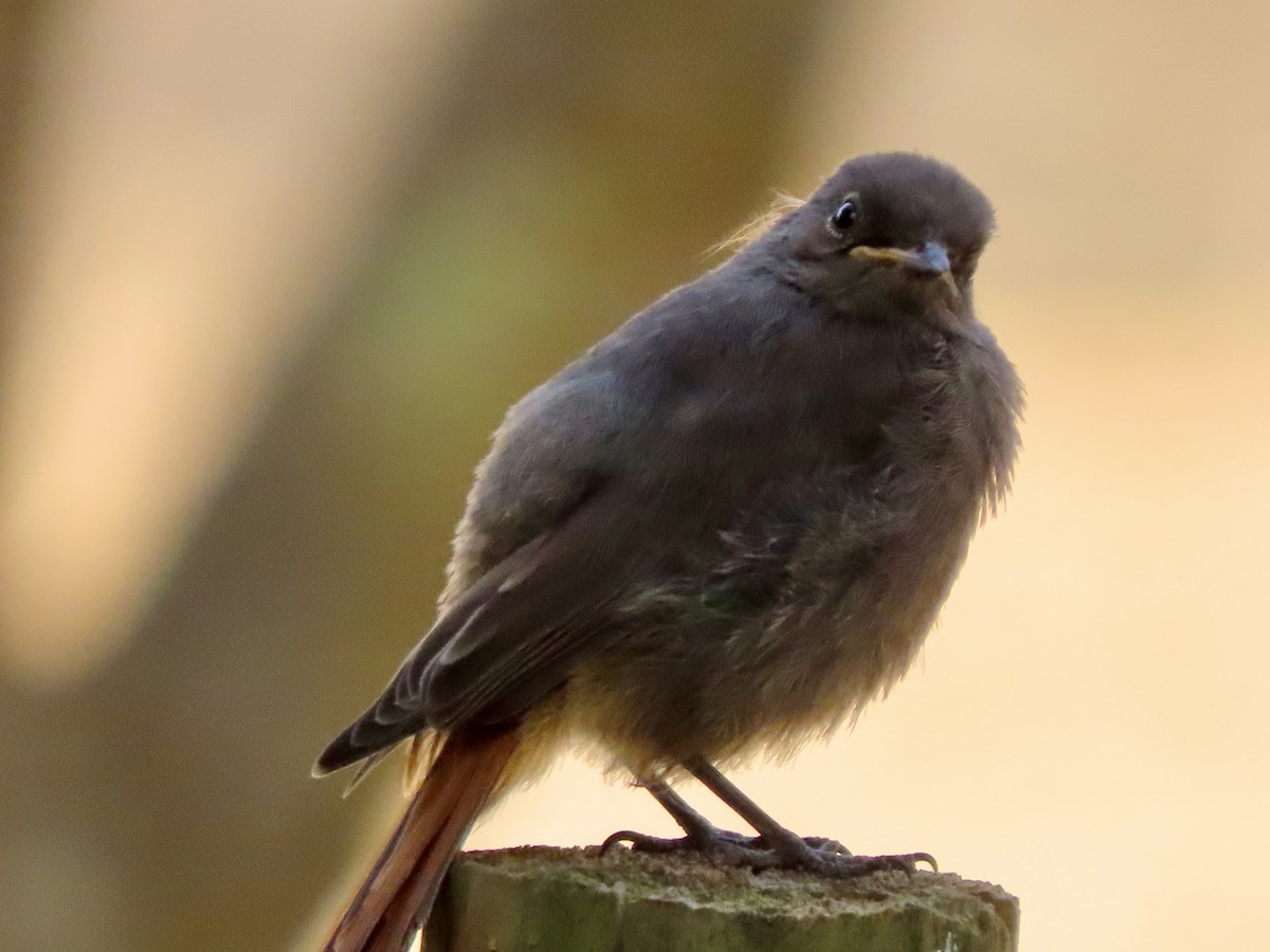 Мойлон гал сүүлт - ML622376271