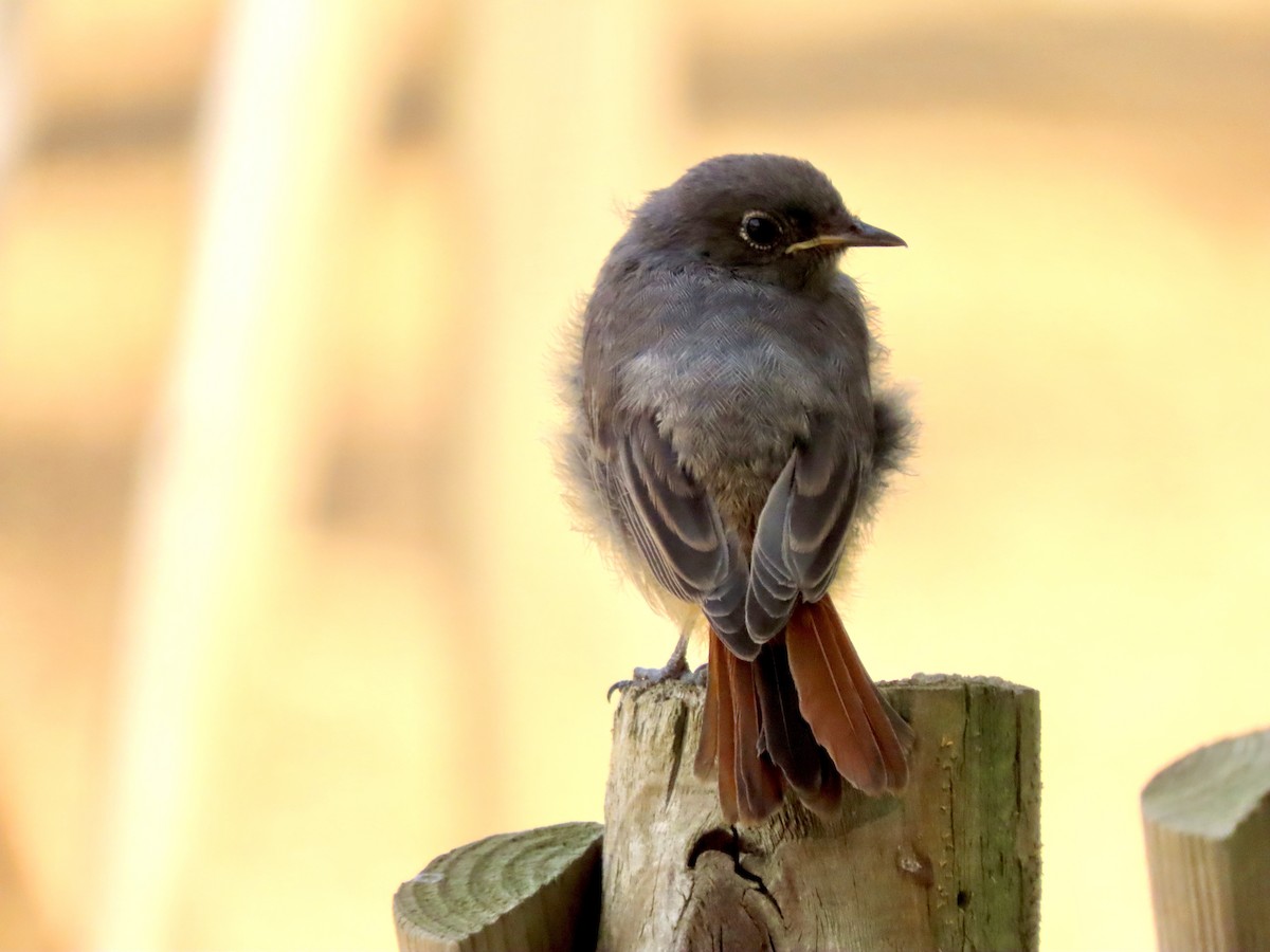 Мойлон гал сүүлт - ML622376273