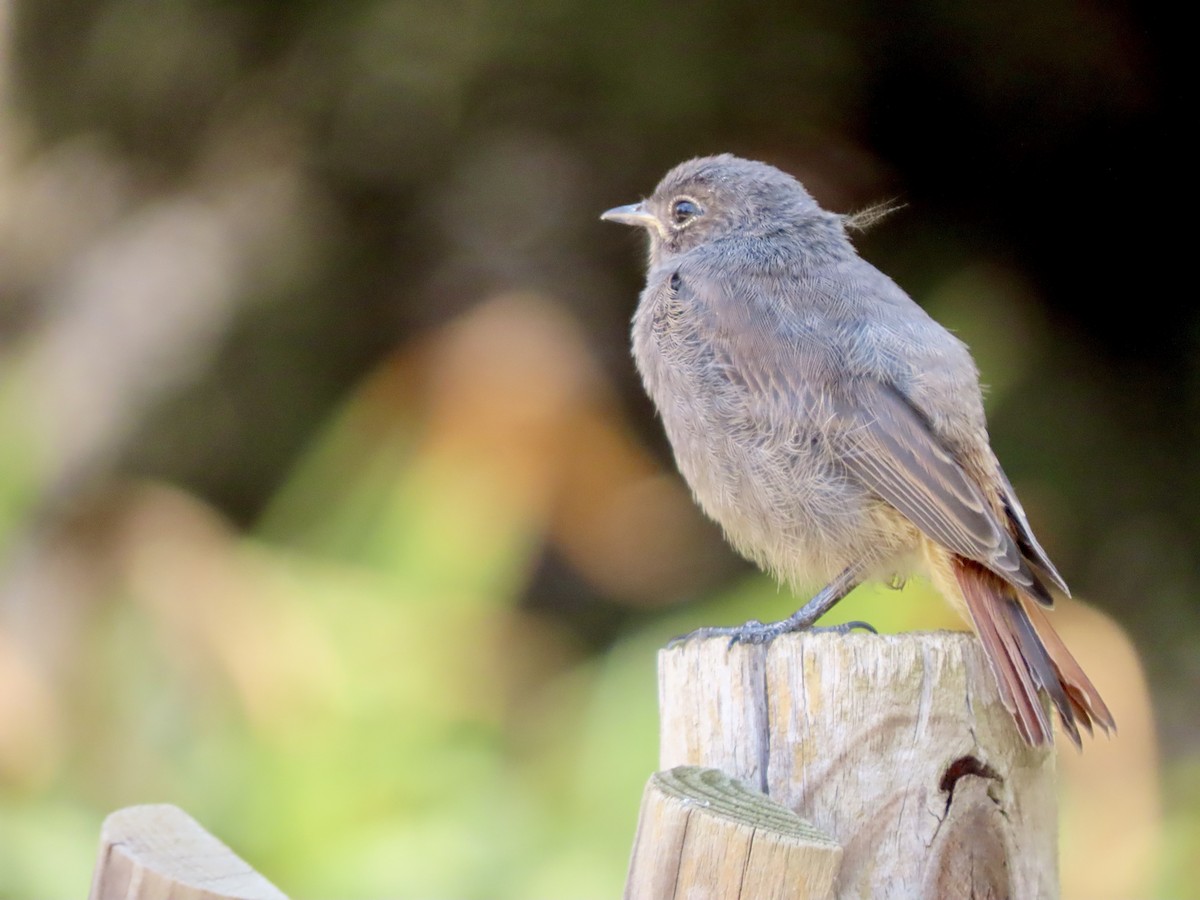 Мойлон гал сүүлт - ML622376274