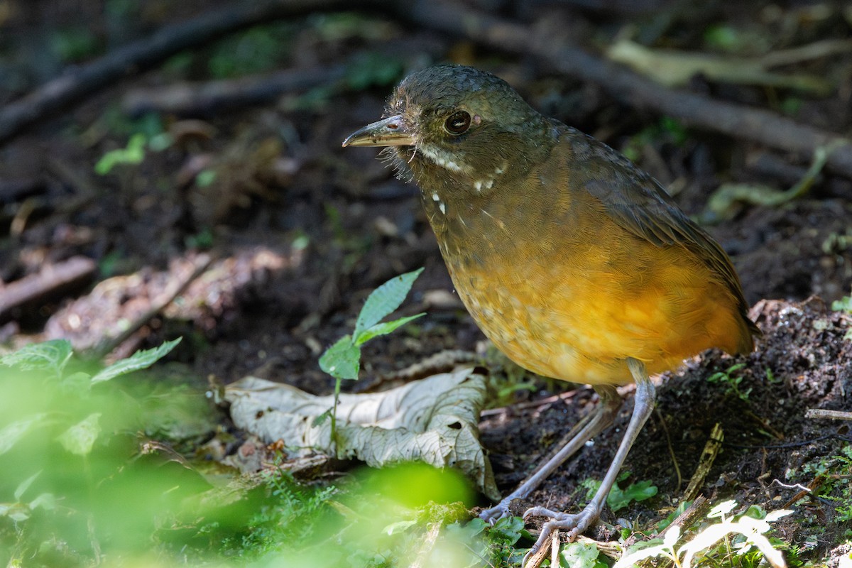 Moustached Antpitta - ML622376388