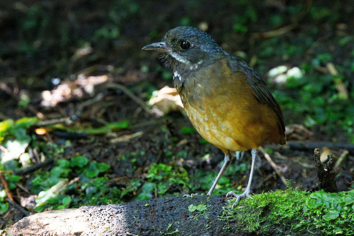 Moustached Antpitta - ML622376402